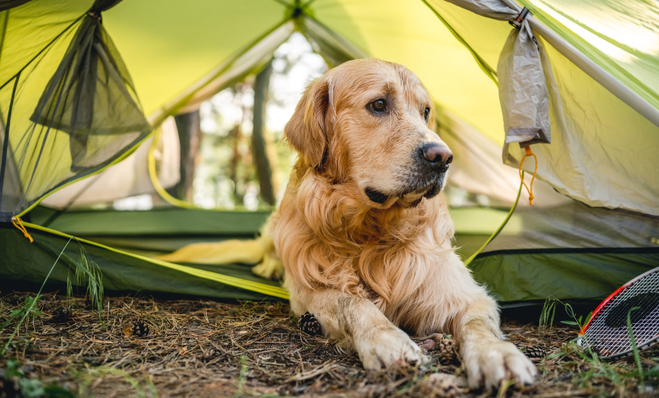 pet-friendly campsites